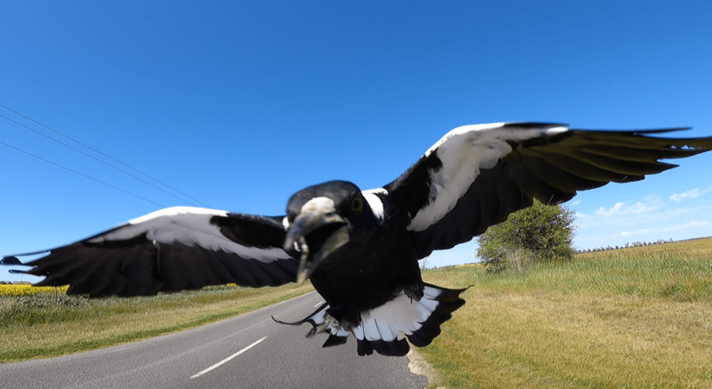 magpie